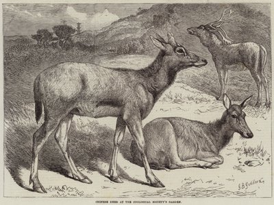 Chinese Deer at the Zoological Society